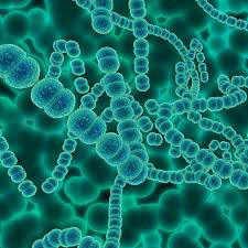 BLIS K-12 (Streptococcus salivarius K12)