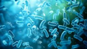 Lactobacillus Paracasei