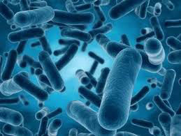 Lactobacillus Reuteri